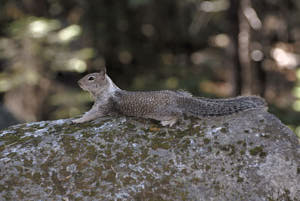 yosemite<br>NIKON D200, 122 mm, 100 ISO,  1/60 sec,  f : 4.8 